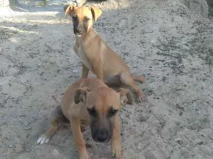 Cachorro raça Vira lata idade 2 a 6 meses nome Sem nome 