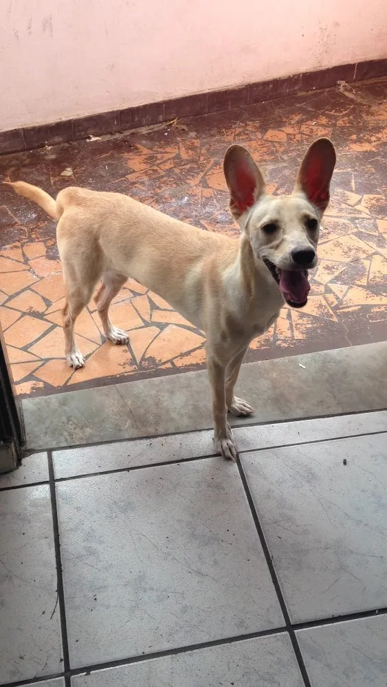 Cachorro ra a Srd idade 2 a 6 meses nome Bella