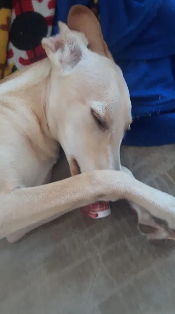 Cachorro ra a Srd idade 2 a 6 meses nome Bella