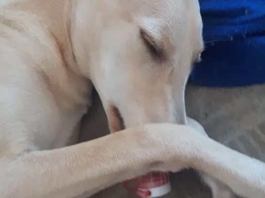 Cachorro ra a Srd idade 2 a 6 meses nome Bella