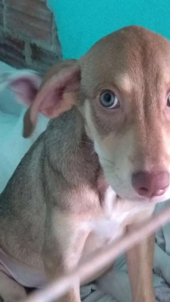Cachorro ra a Vira lata idade 2 a 6 meses nome Tevez e Donna