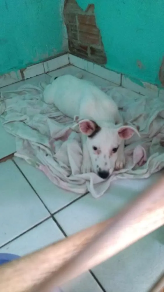Cachorro ra a Vira lata idade 2 a 6 meses nome Tevez e Donna