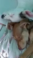 Tevez e Donna