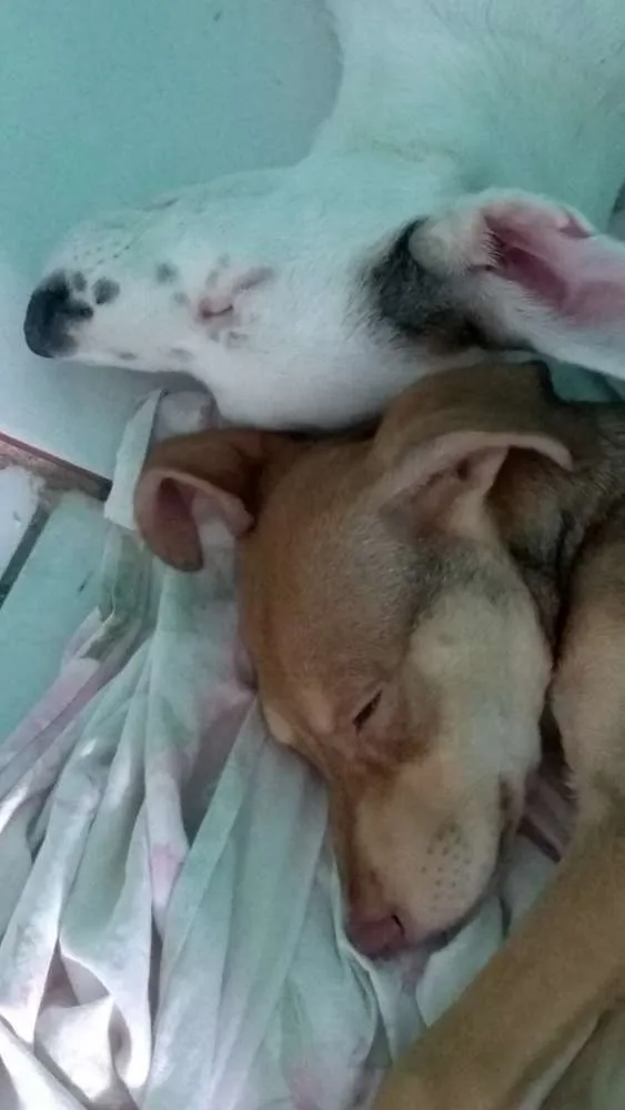 Cachorro ra a Vira lata idade 2 a 6 meses nome Tevez e Donna