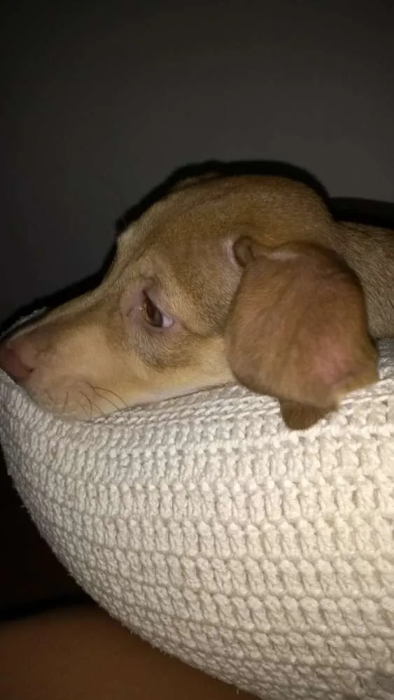 Cachorro ra a Vira lata idade 2 a 6 meses nome Tevez e Donna