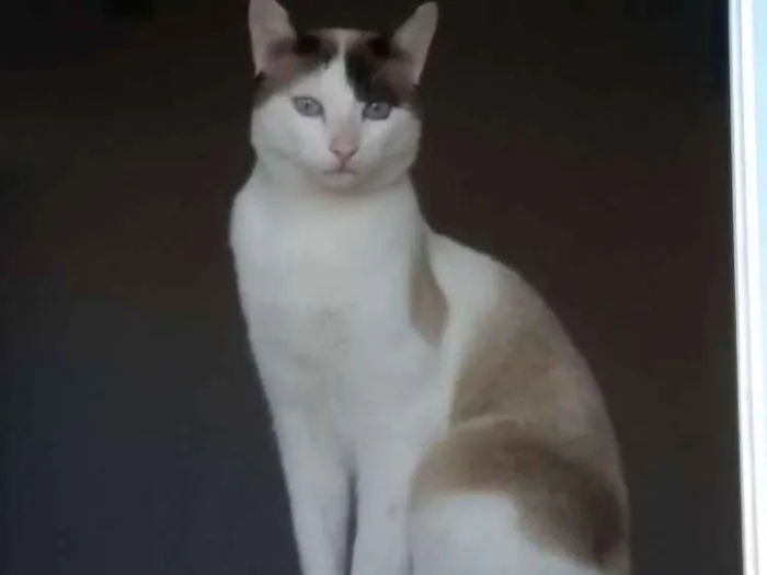 Gato raça Nao sei idade 1 ano nome Teddy