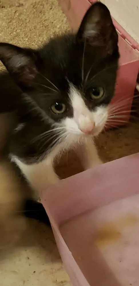 Gato ra a Vira Lata idade 2 a 6 meses nome Gato 1