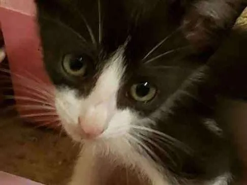 Gato ra a Vira Lata idade 2 a 6 meses nome Gato 1