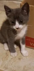 Gato