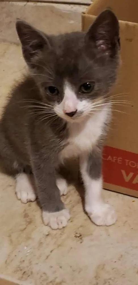 Gato ra a Vira Lata idade 2 a 6 meses nome Gato