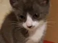 Gato