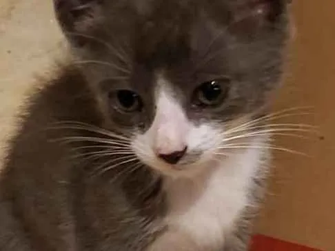 Gato ra a Vira Lata idade 2 a 6 meses nome Gato