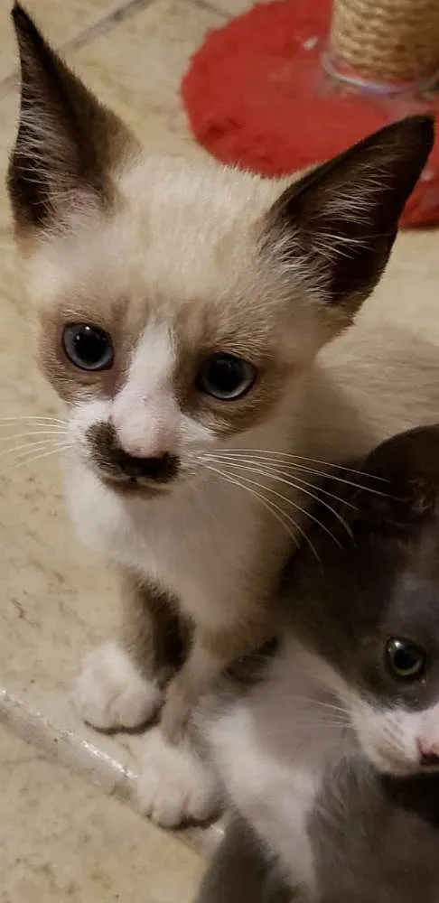 Gato ra a Vira Lata idade 2 a 6 meses nome Gato