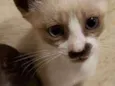 Gato
