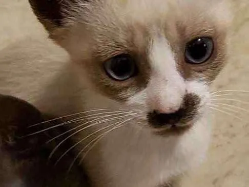 Gato ra a Vira Lata idade 2 a 6 meses nome Gato