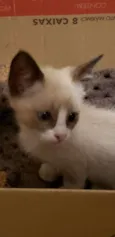 Gato