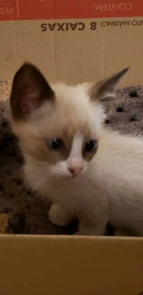 Gato ra a Vira Lata idade 2 a 6 meses nome Gato