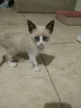 Gato