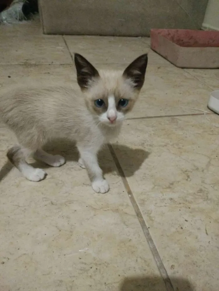 Gato ra a Vira Lata idade 2 a 6 meses nome Gato