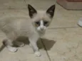 Gato