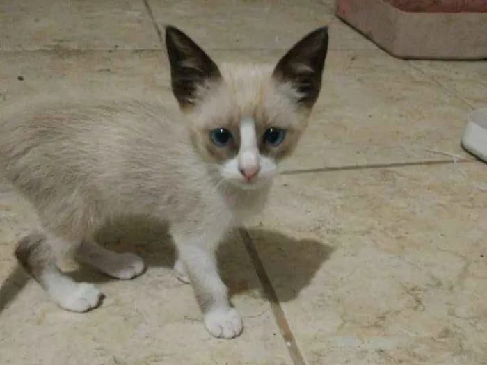 Gato ra a Vira Lata idade 2 a 6 meses nome Gato