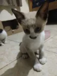 Gato