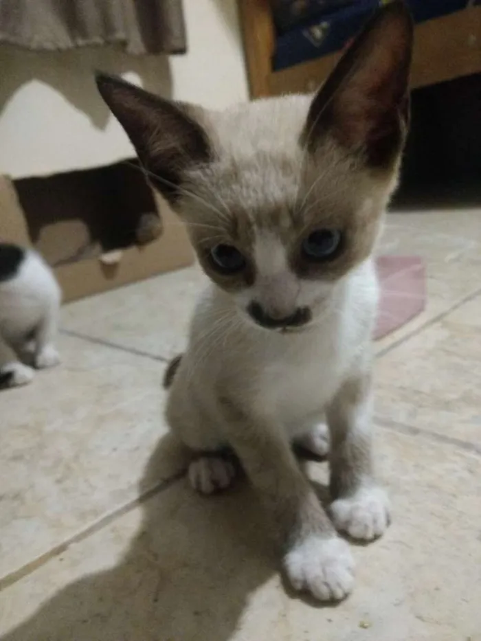 Gato ra a Vira Lata idade 2 a 6 meses nome Gato