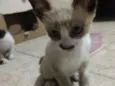 Gato