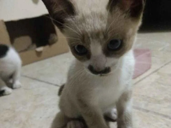 Gato ra a Vira Lata idade 2 a 6 meses nome Gato