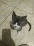 Gato