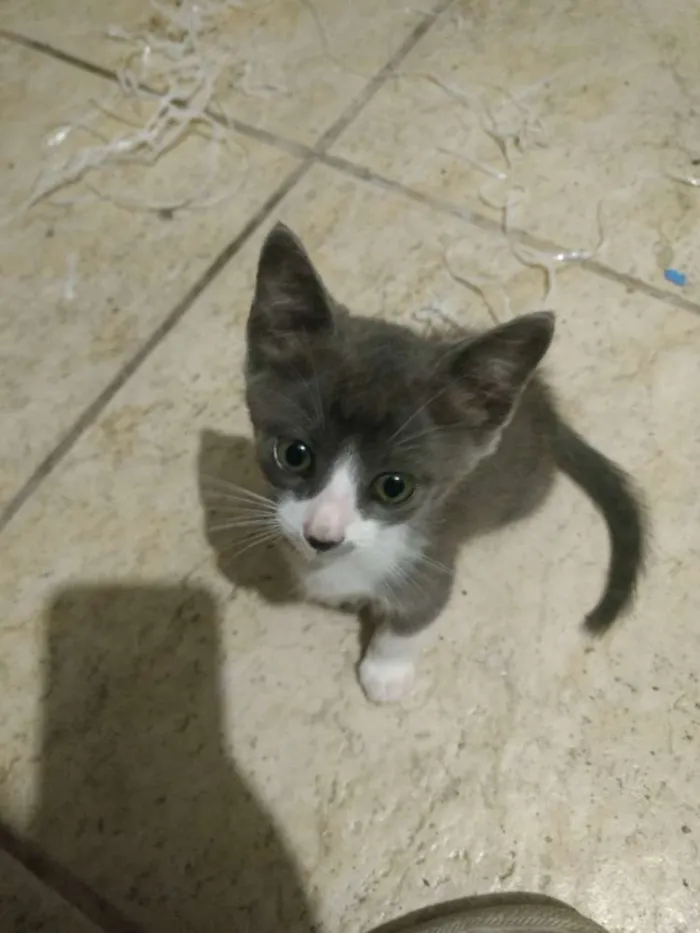 Gato ra a Vira Lata idade 2 a 6 meses nome Gato
