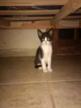 Gato 1