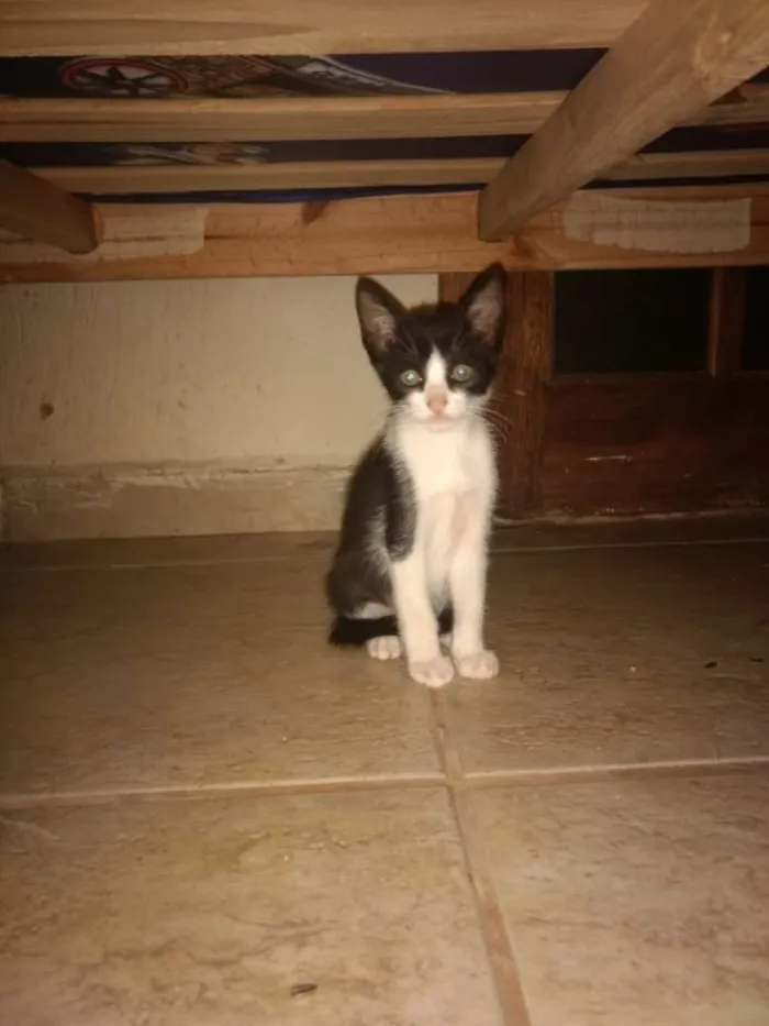 Gato ra a Vira Lata idade 2 a 6 meses nome Gato 1