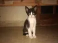Gato 1