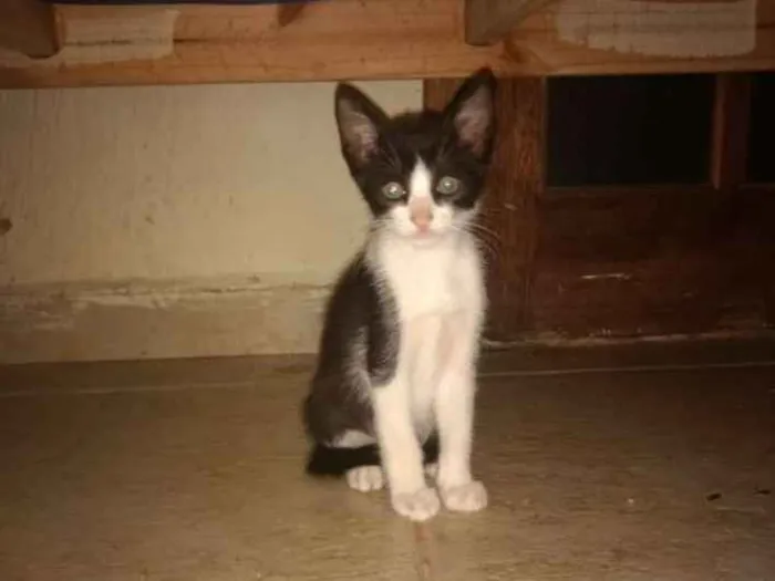 Gato ra a Vira Lata idade 2 a 6 meses nome Gato 1