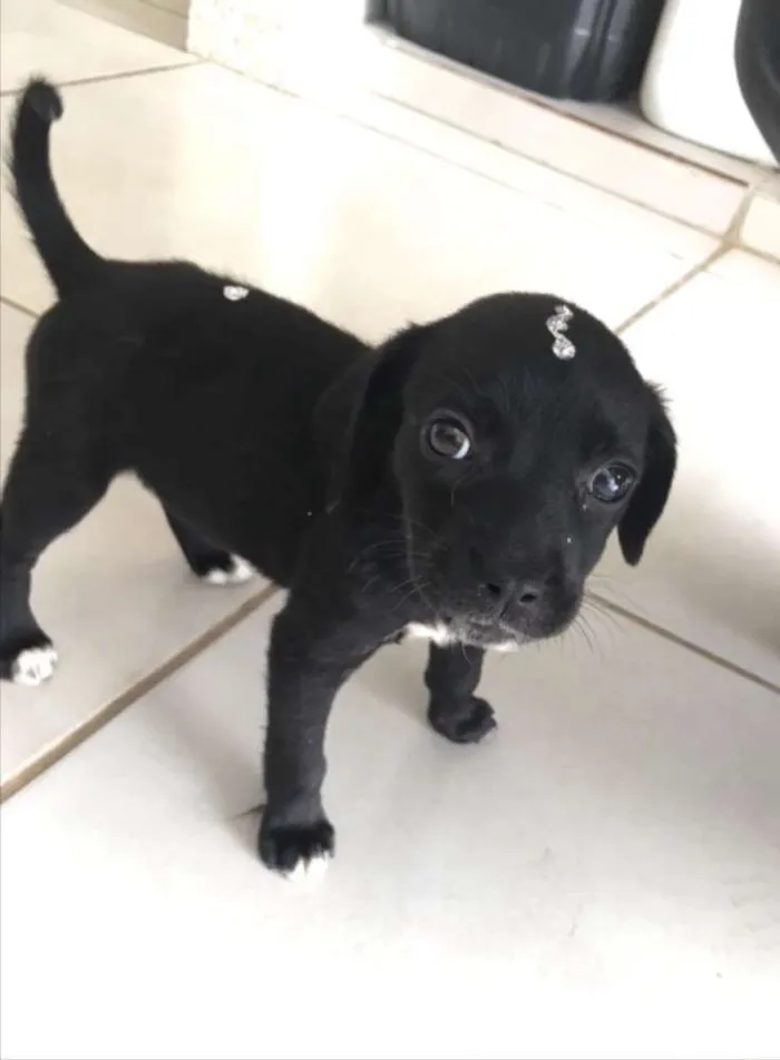 Cachorro ra a SRD idade 2 a 6 meses nome Jade 