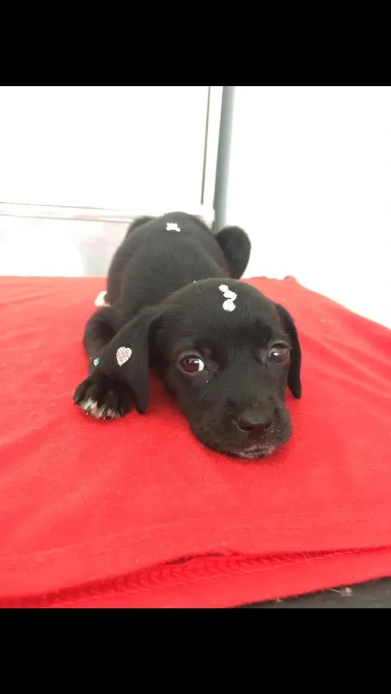 Cachorro ra a SRD idade 2 a 6 meses nome Jade 