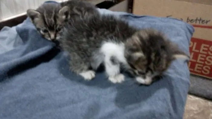 Gato ra a Sem raça definida idade Abaixo de 2 meses nome Sem nome