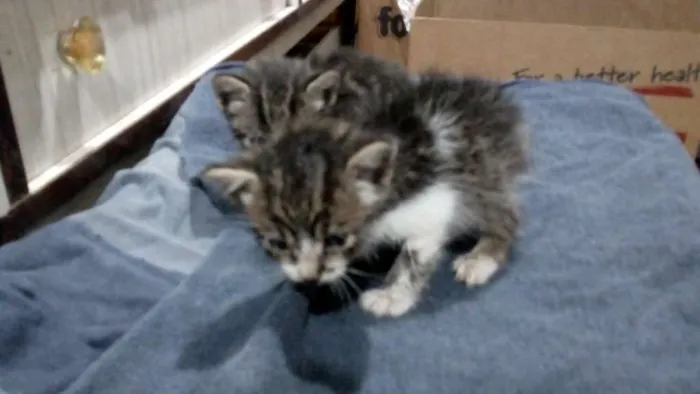 Gato ra a Sem raça definida idade Abaixo de 2 meses nome Sem nome