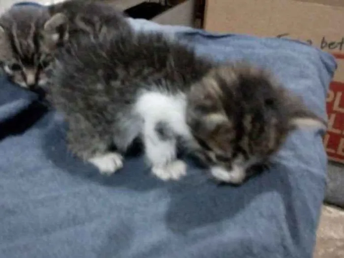 Gato ra a Sem raça definida idade Abaixo de 2 meses nome Sem nome