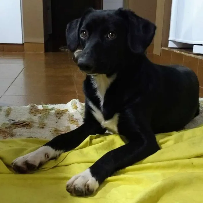 Cachorro ra a SRD idade 7 a 11 meses nome Yummi