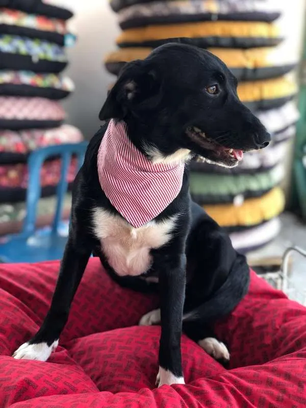 Cachorro ra a SRD idade 7 a 11 meses nome Yummi