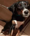 Hazel