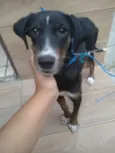 Hazel