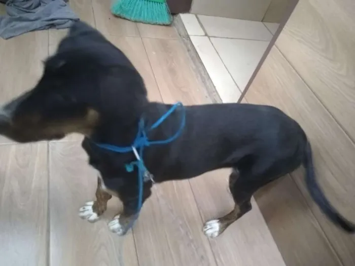 Cachorro ra a Sem raça idade 7 a 11 meses nome Hazel