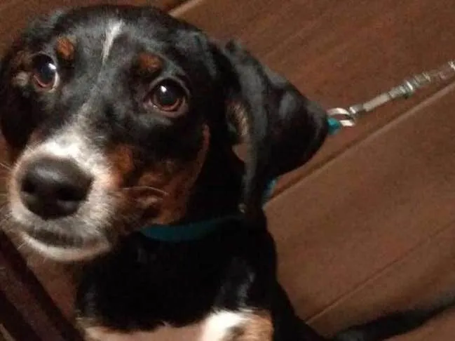 Cachorro ra a Sem raça idade 7 a 11 meses nome Hazel
