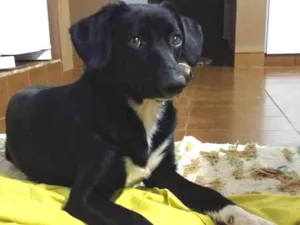 Cachorro raça SRD idade 7 a 11 meses nome Yummi