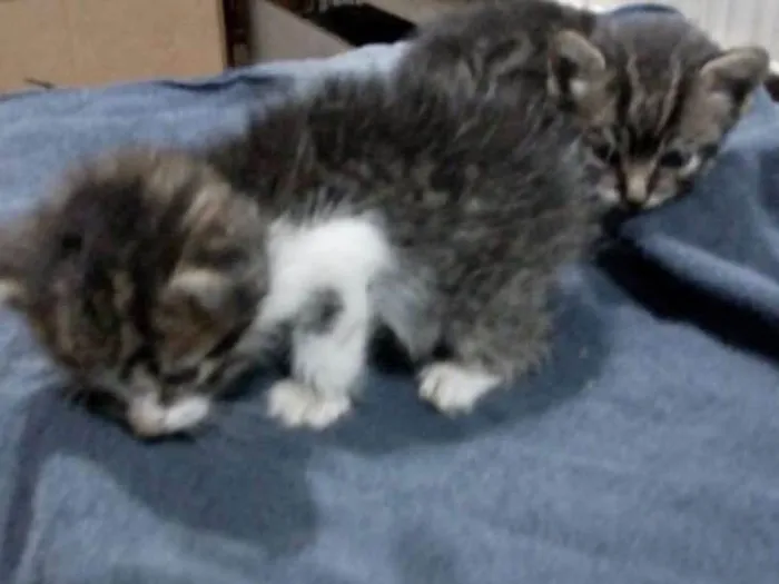 Gato ra a Sem raça definida idade Abaixo de 2 meses nome Sem nome