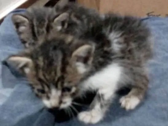 Gato ra a Sem raça definida idade Abaixo de 2 meses nome Sem nome