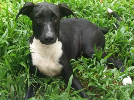 Cachorro ra a SRD idade 1 ano nome Lollo